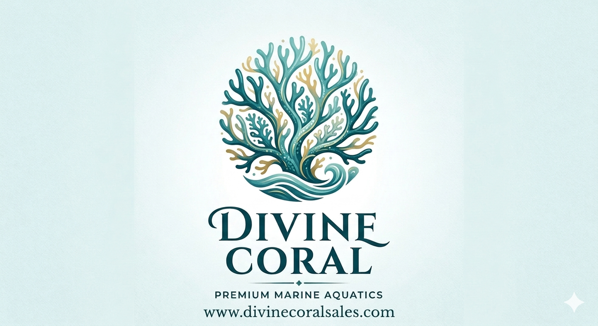 How to Acclimate Corals: 5 Steps to Reef Tank Success | Divine Corals