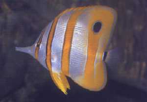 Copperband Butterfly Fish