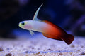 Fire Fish Goby