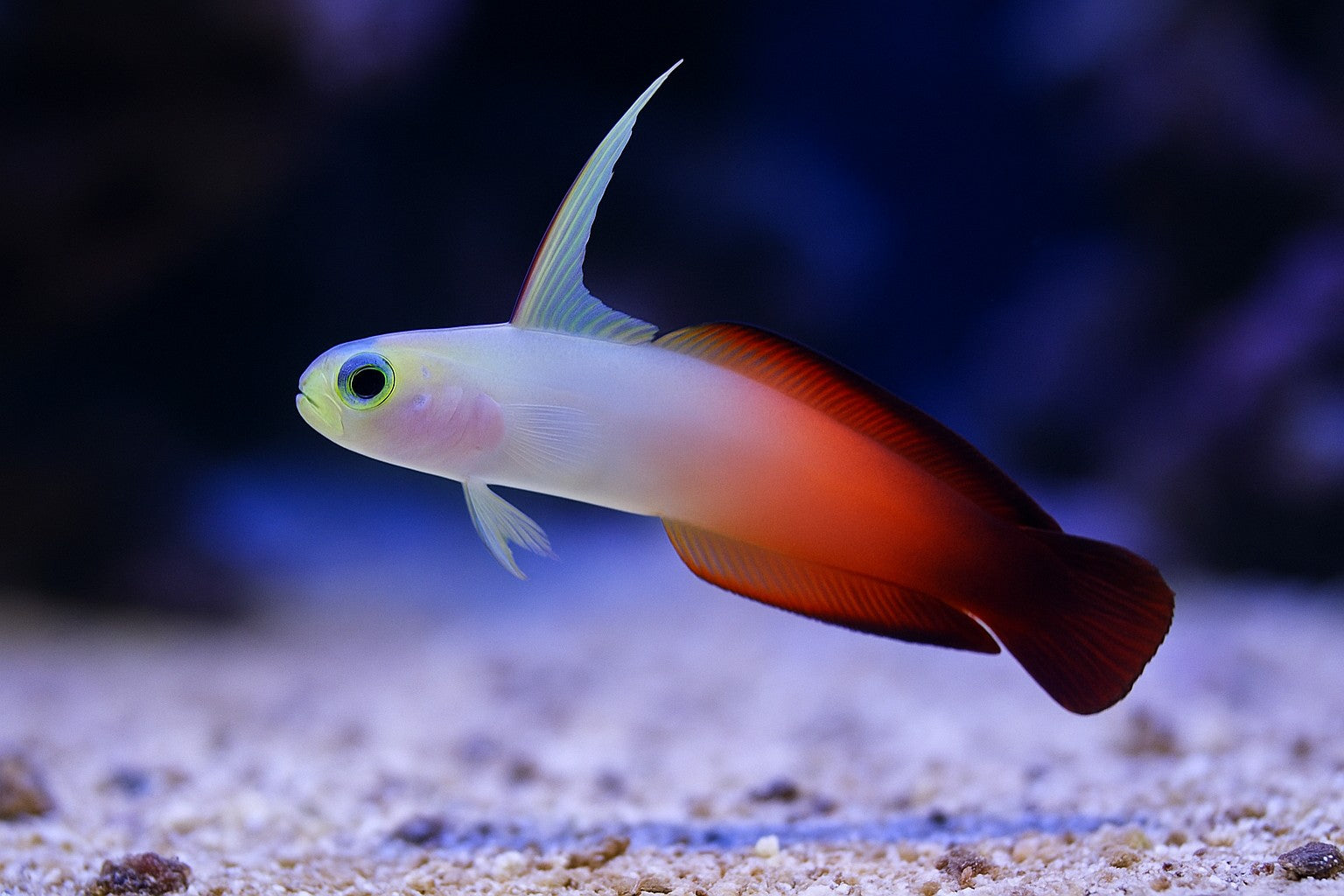 Fire Fish Goby