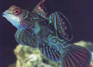Mandarin Dragonet