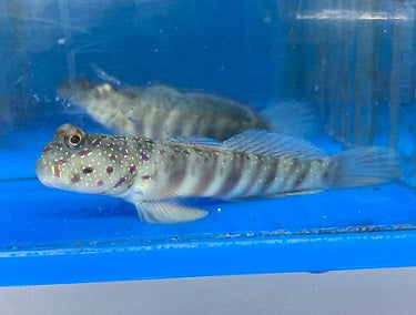 Pink Spotted Watchman Goby