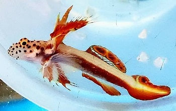 Griessingeri Spikefin Goby