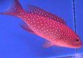 Louti Lyretail Grouper