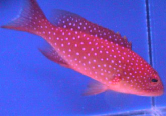 Louti Lyretail Grouper
