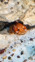 Orange Frog Fish\ Angler Fish