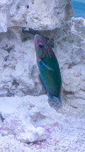 Moon Wrasse- 1 eye