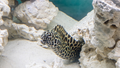 Tesselata Moray Eel