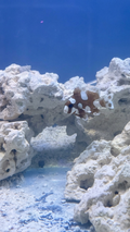 Clown Sweetlips