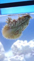 Sea Hare Slug