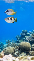 Banded Archer Fish - Saltwater Acclimated and pre-quarantined