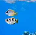 Small Fox Face Rabbit Fish