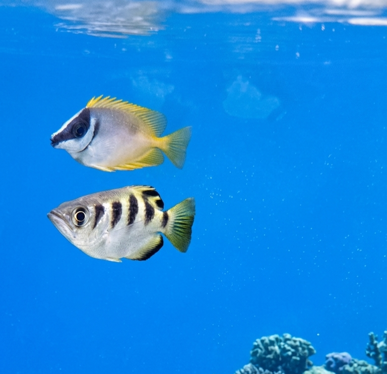 Small Fox Face Rabbit Fish