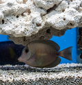 Powder Brown Tang XL
