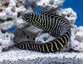 Zebra Eel