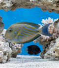 Clown Surgeonfish