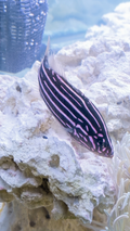 Six Line Soap Fish