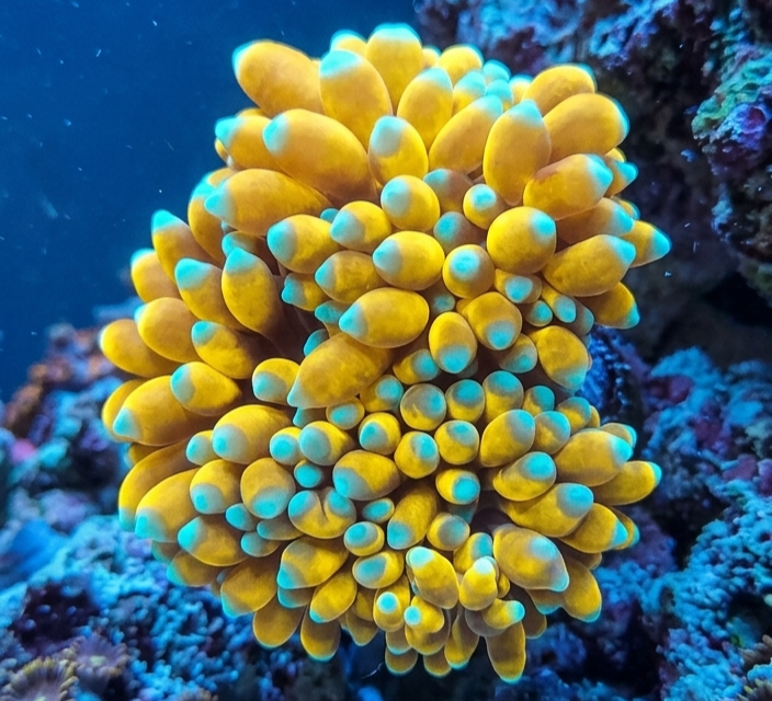 Ultra-Vibrant Sungod Banana Torch Coral (Euphyllia glabrescens)