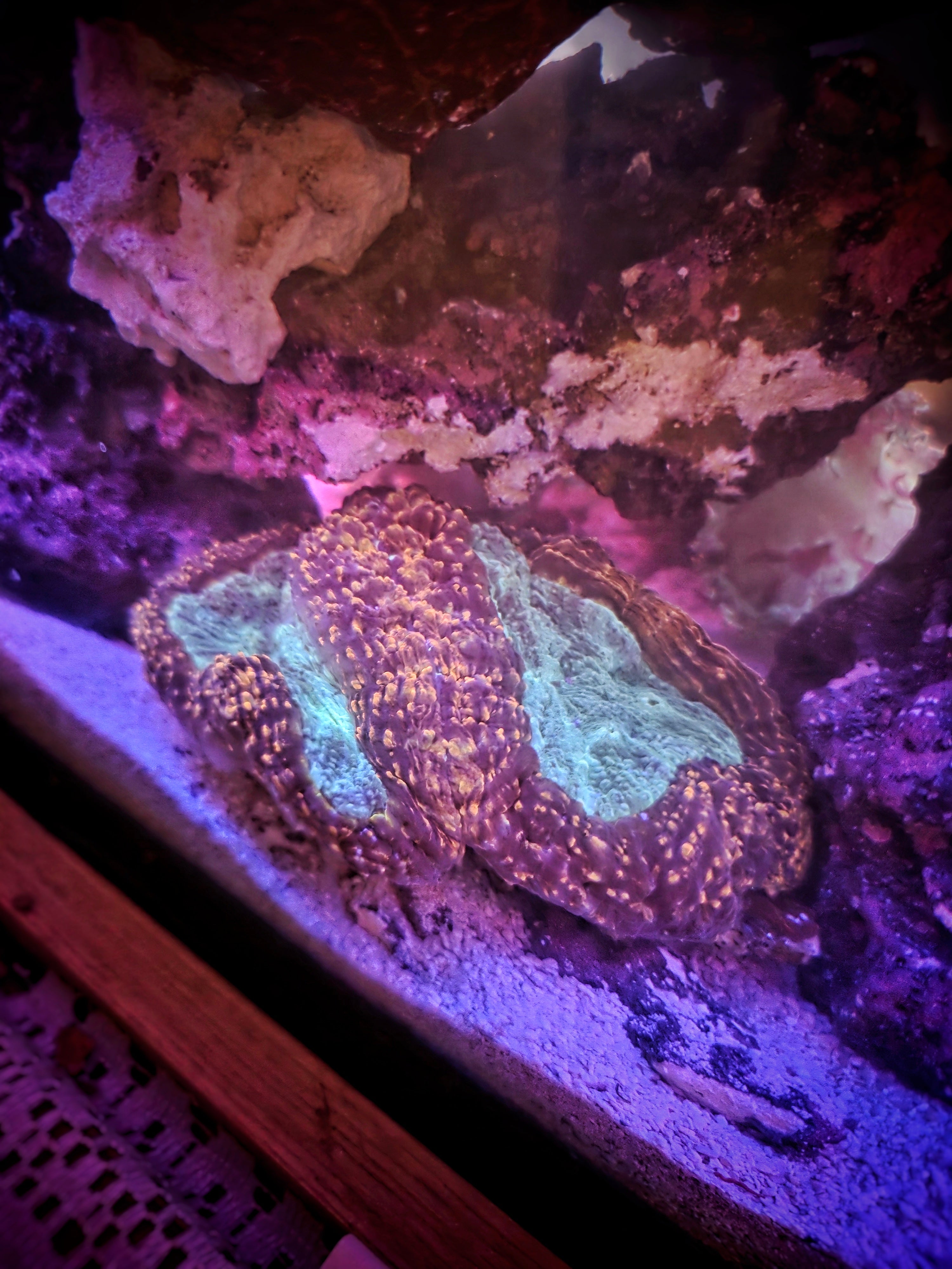 Pink, orange, and blue Trachyphyllia (Open Brain) Coral – Collector Grade (WYSIWYG)