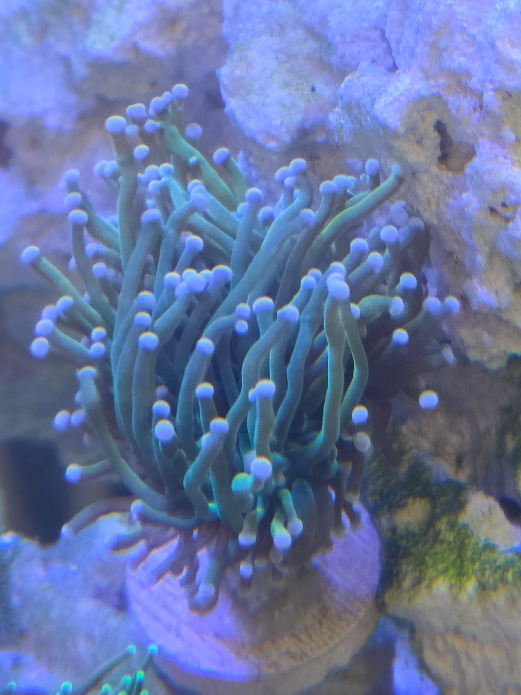 Ultra-Vibrant OG Banana Torch Coral (Euphyllia glabrescens)