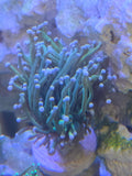 Ultra-Vibrant OG Banana Torch Coral (Euphyllia glabrescens)