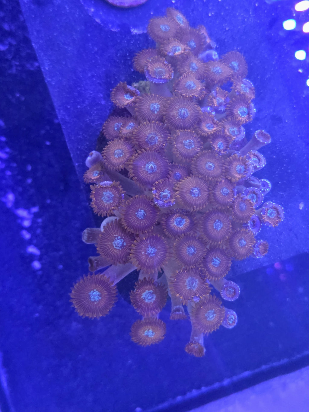 Utter Chaos Zoa Colony - XL