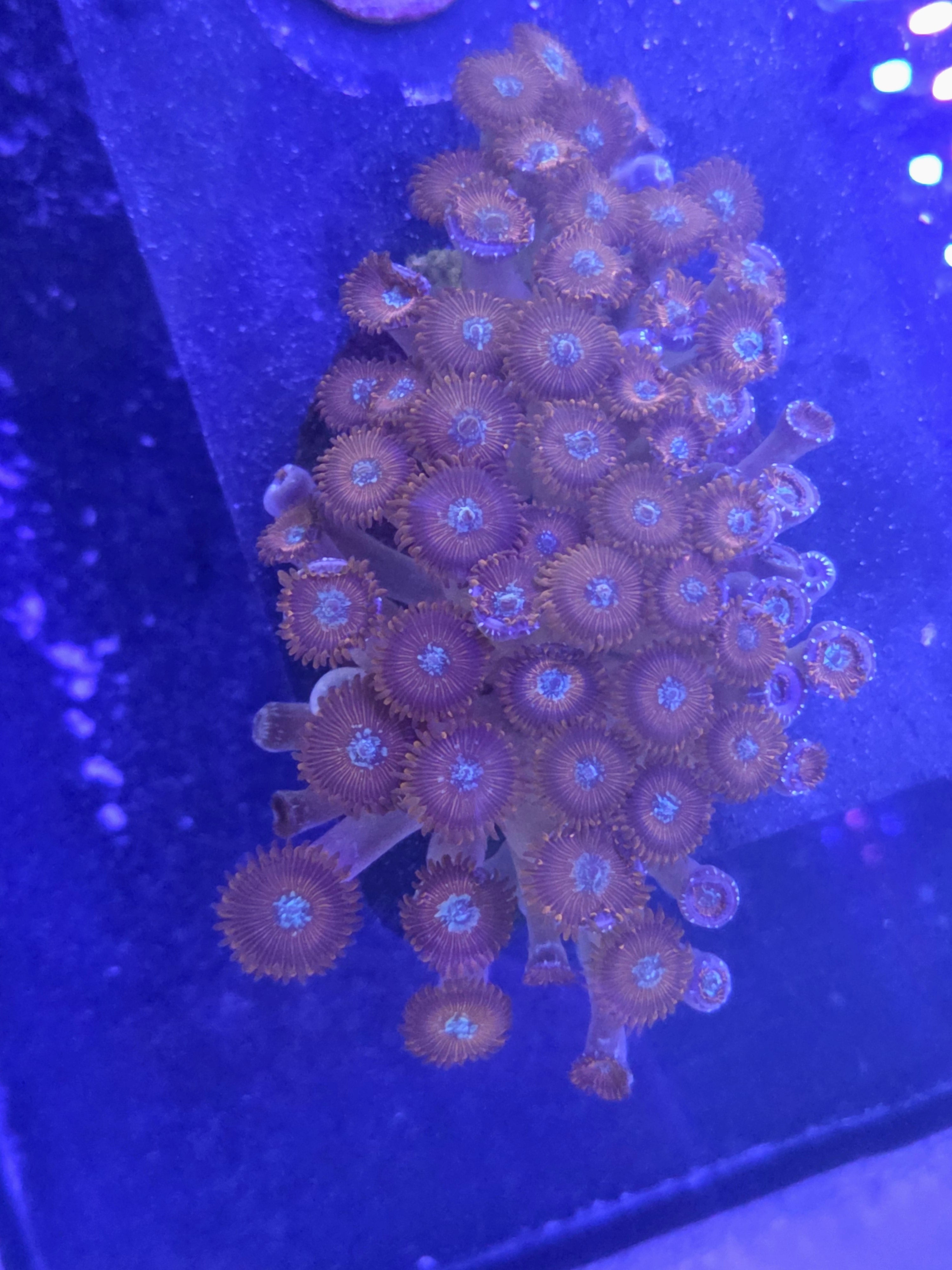 Utter Chaos Zoa Colony - XL