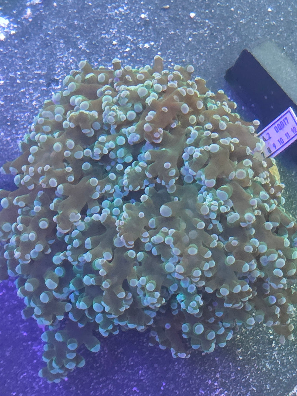 Xl Aussie Kingspawn Colony