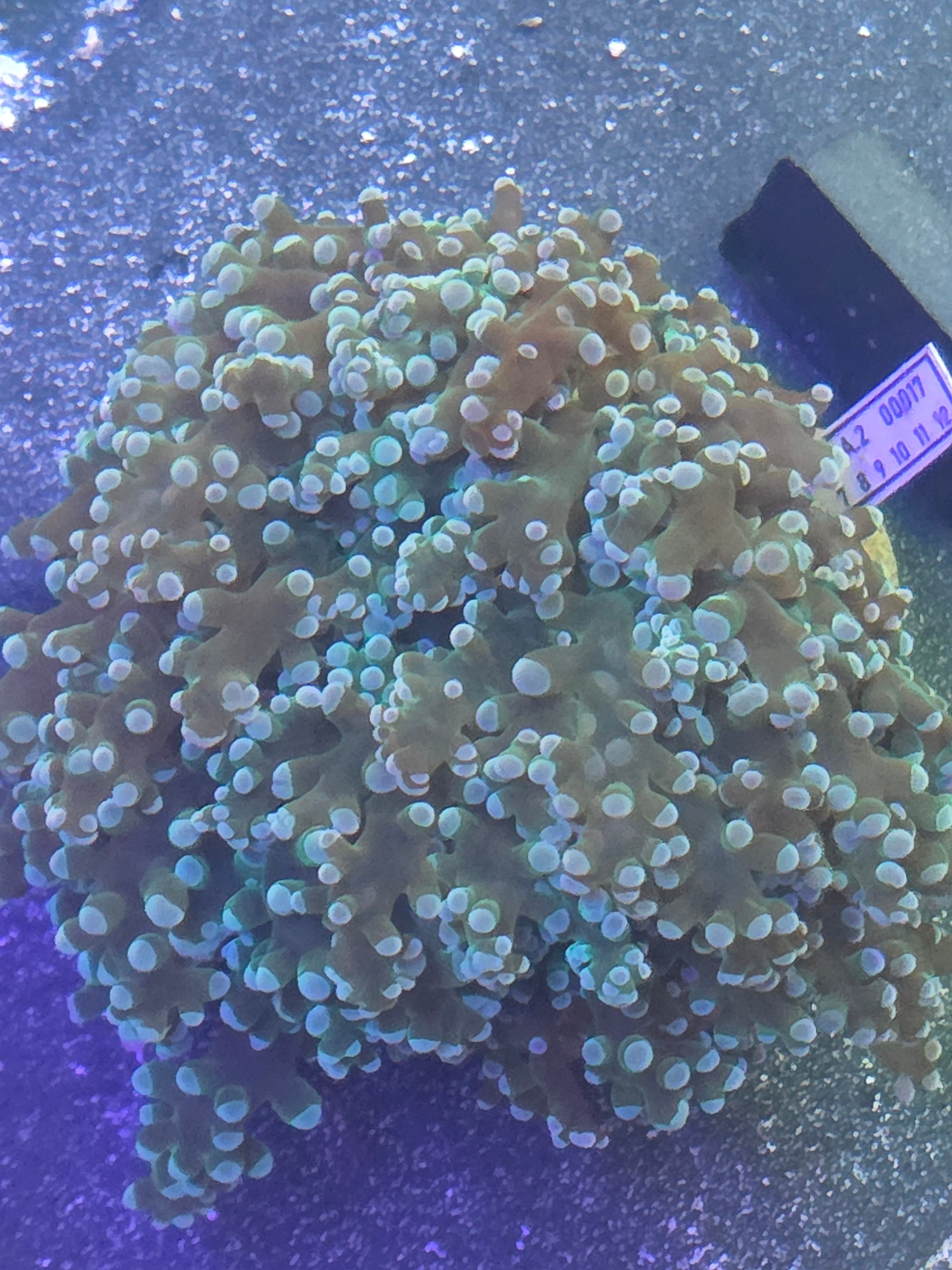Xl Aussie Kingspawn Colony