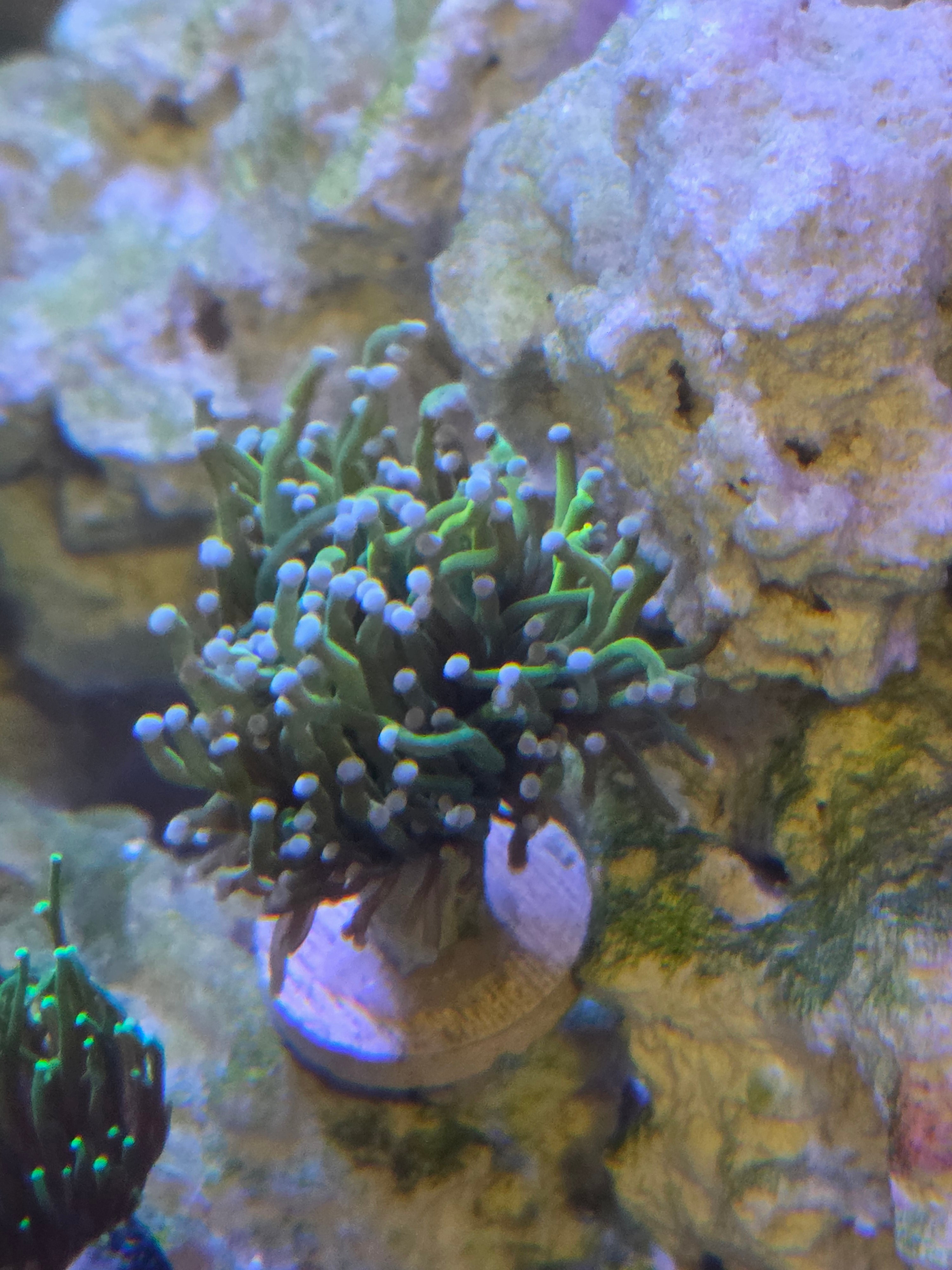 Ultra-Vibrant OG Banana Torch Coral (Euphyllia glabrescens)