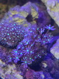 Neon Green Center Clove Polyp frags