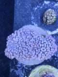 WYSIWYG Aussie Showpiece Pink Goniopora Colony (Very Large)