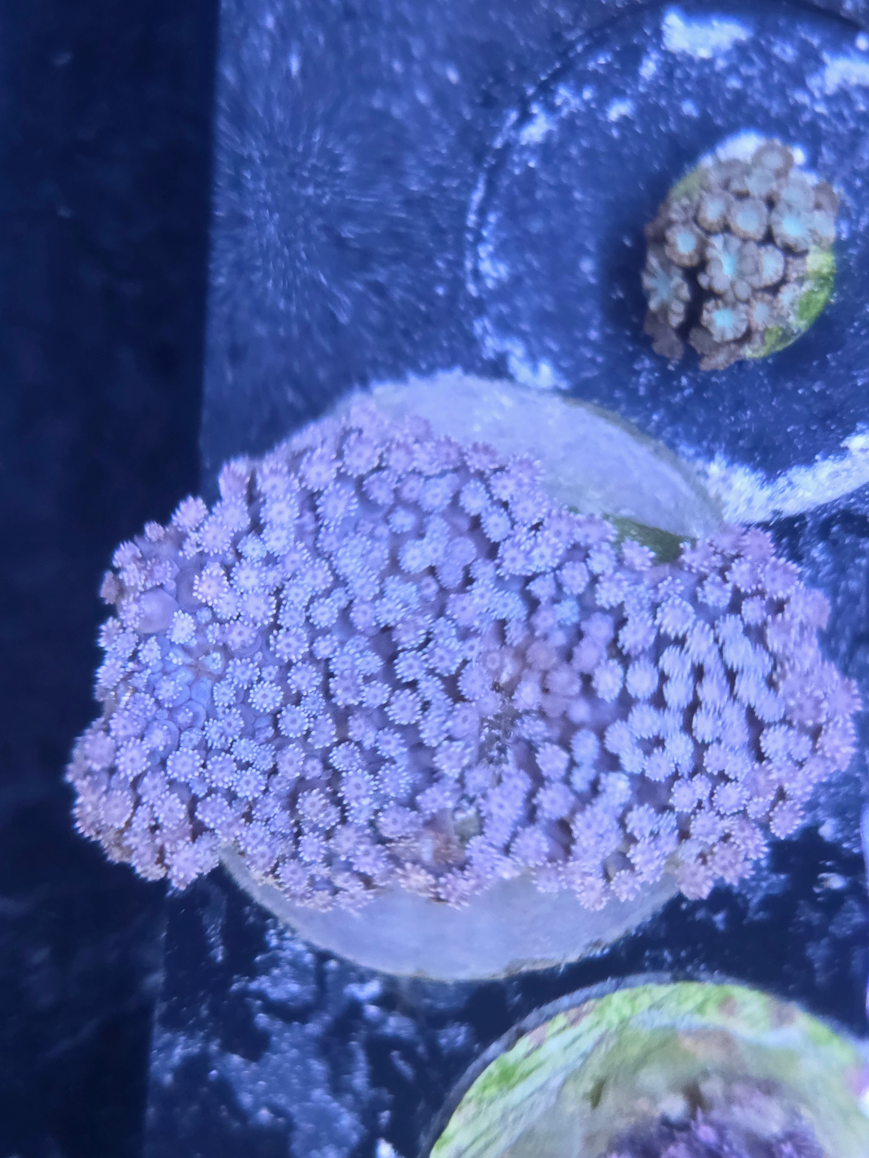 WYSIWYG Aussie Showpiece Pink Goniopora Colony (Very Large)