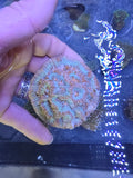 WYSIWYG Bleeding Apple Wilsoni Brain Coral (Showpiece)