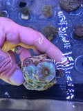 WYSIWYG Bleeding Apple Micromussa Lordhowensis (9-Head Show Colony)