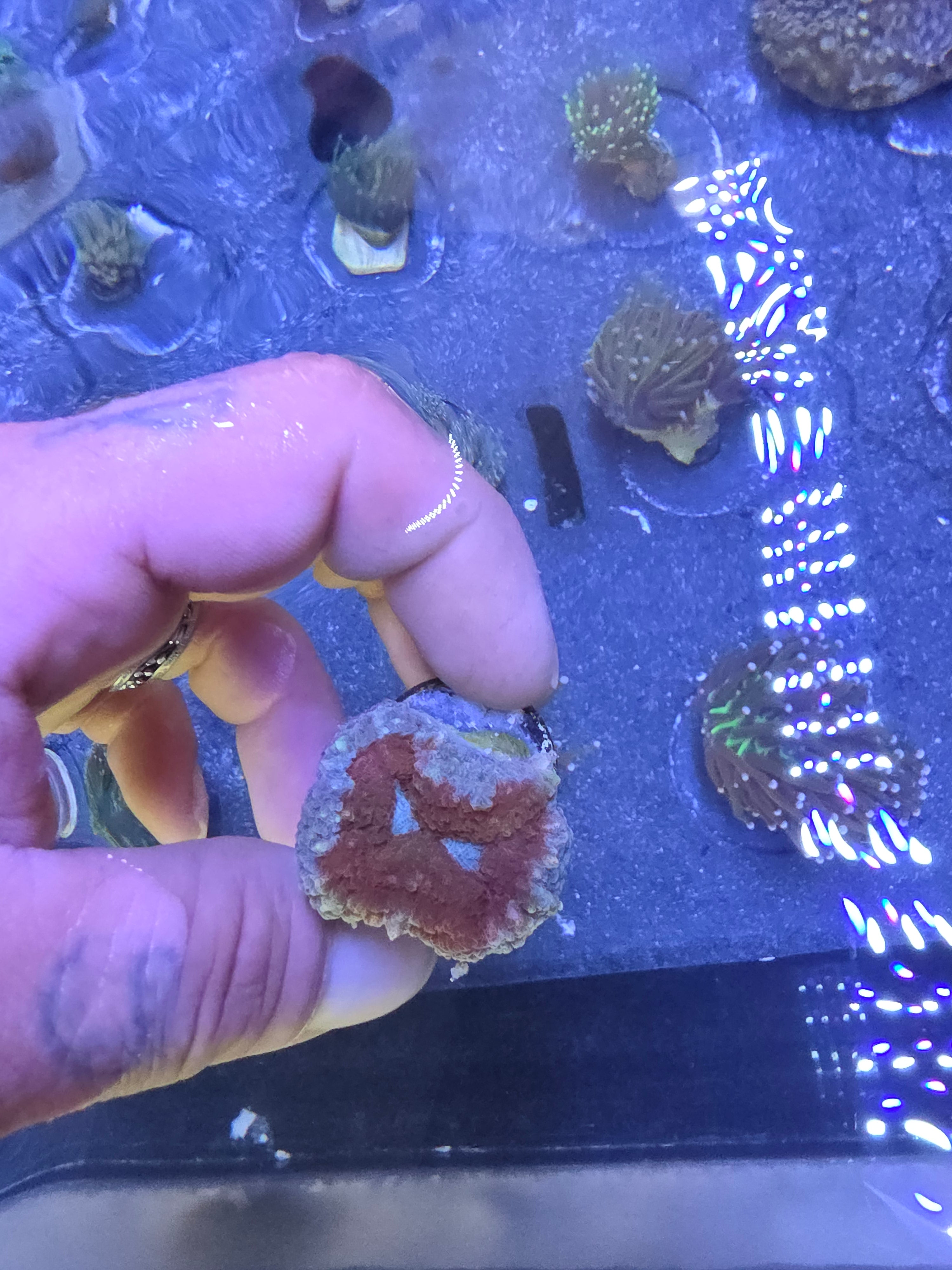 WYSIWYG Bicolor Crimson & Ice Acan Bowerbanki