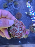 WYSIWYG Teal & Burgundy Blastomussa Merleti Colony