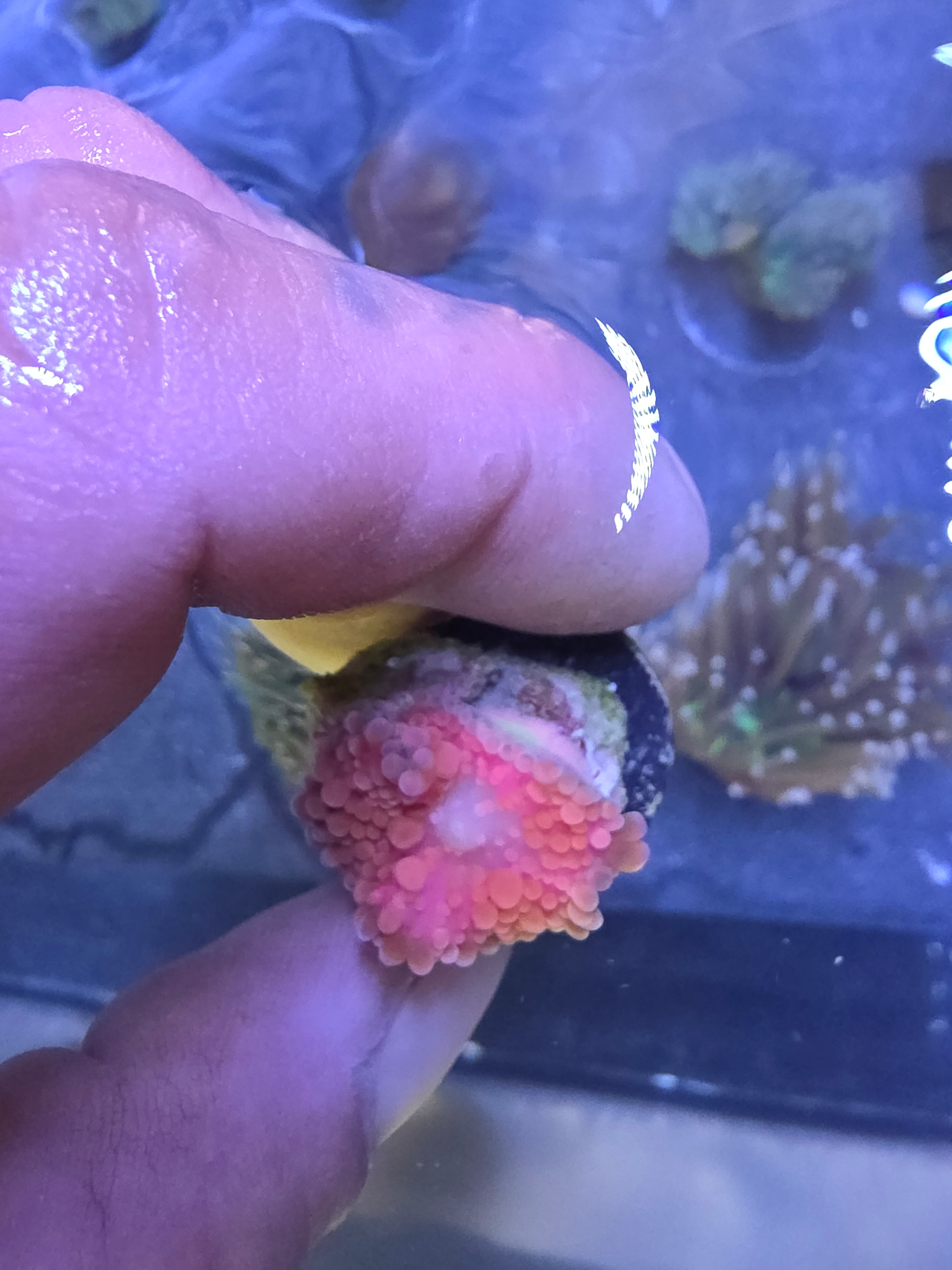WYSIWYG Ultra Pink & Orange Ricordea Yuma - Pink Flamingo