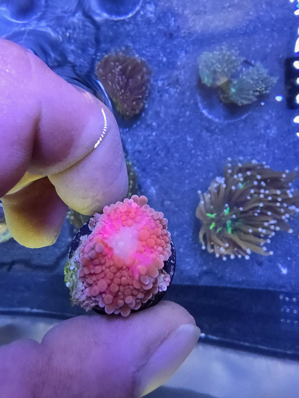 WYSIWYG Ultra Pink & Orange Ricordea Yuma - Pink Flamingo