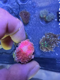 WYSIWYG Ultra Pink & Orange Ricordea Yuma - Pink Flamingo