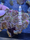 WYSIWYG Stardust Discosoma Mushroom Colony Rock (11+ Mushrooms)