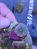 Rainbow Ricordea Florida Mushroom