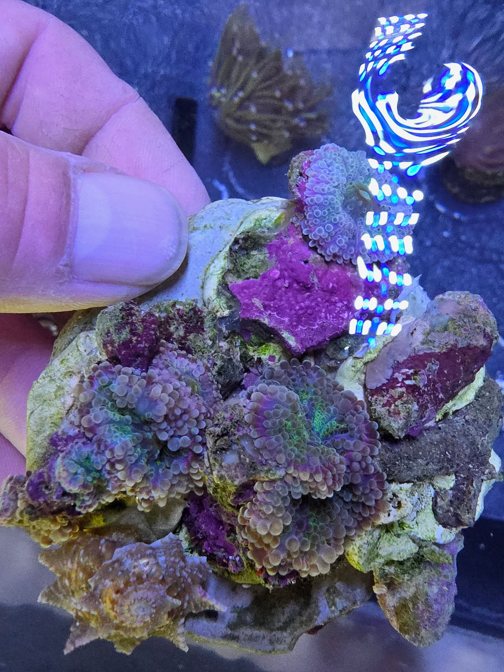 WYSIWYG Multi-Polyp Bounce Rainbow Ricordea Yuma Colony Rock