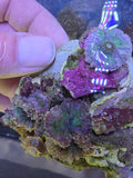 WYSIWYG Multi-Polyp Bounce Rainbow Ricordea Yuma Colony Rock