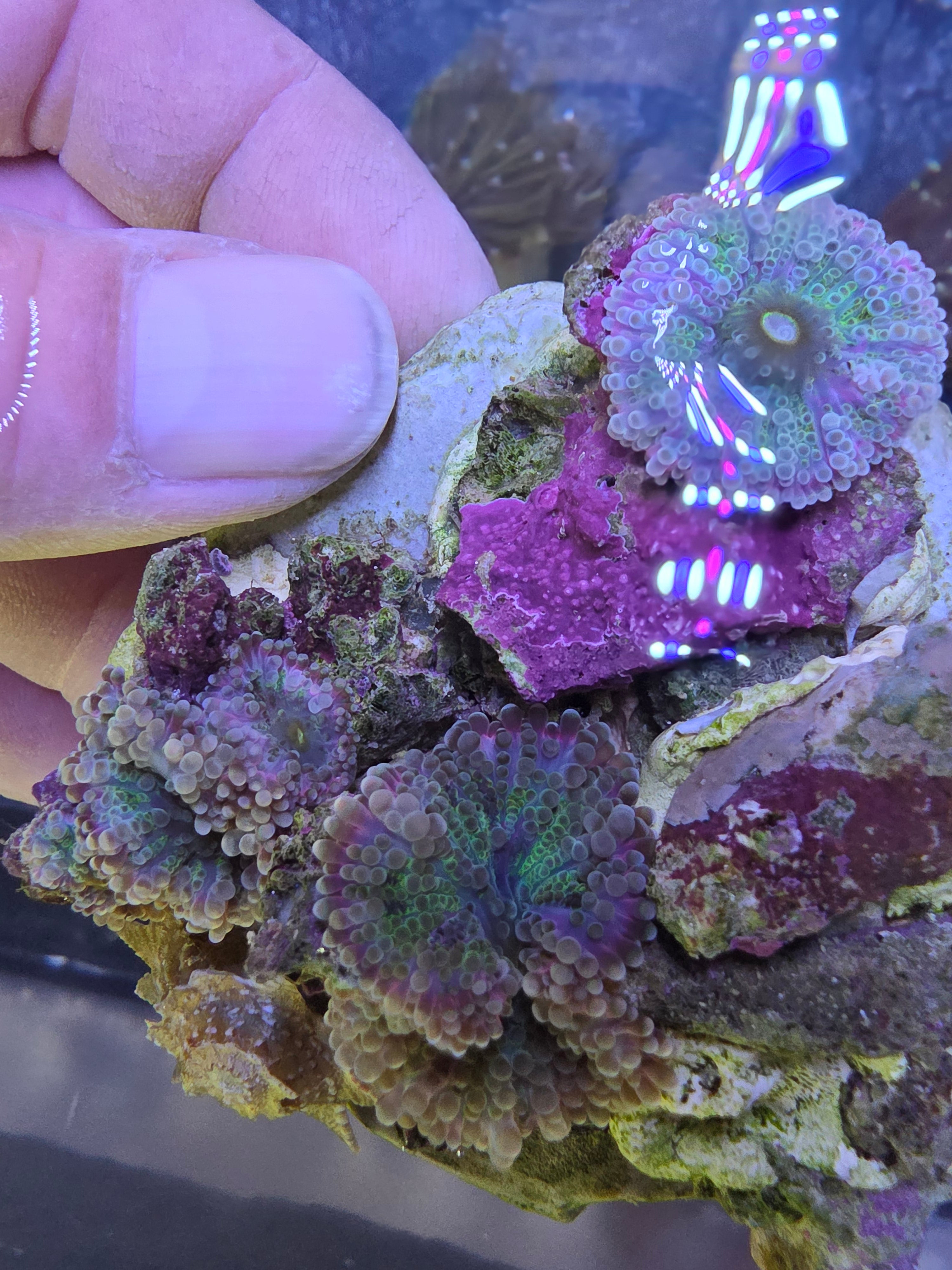 WYSIWYG Multi-Polyp Bounce Rainbow Ricordea Yuma Colony Rock