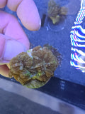 Ron Burgundy Bounce Rhodactis Mushroom