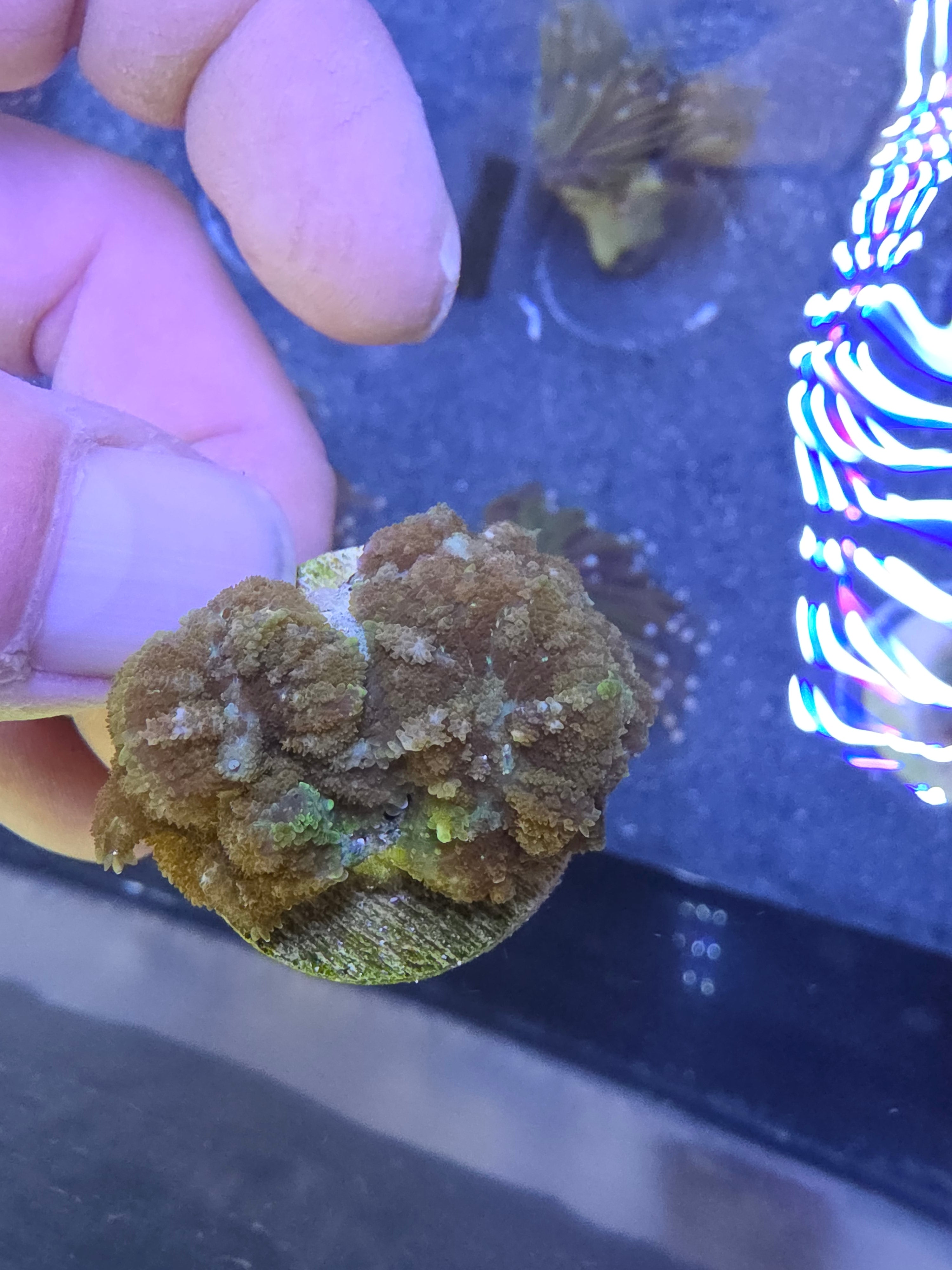 Ron Burgundy Bounce Rhodactis Mushroom