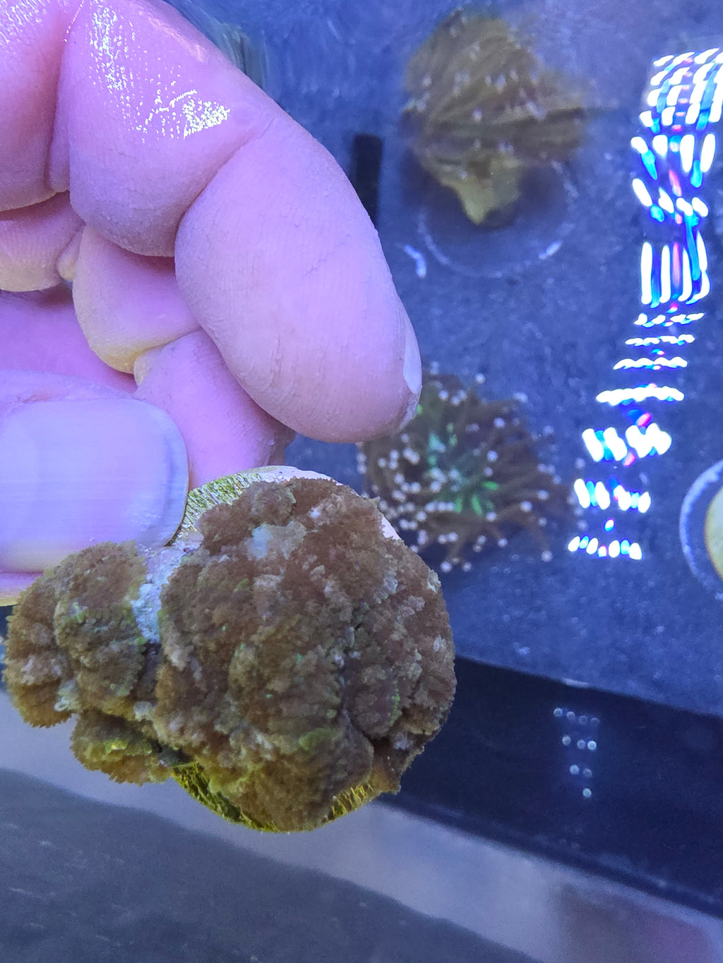Ron Burgundy Bounce Rhodactis Mushroom
