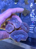 Ultra Pink & Blue Deep Water Acan – Large 4-Pack