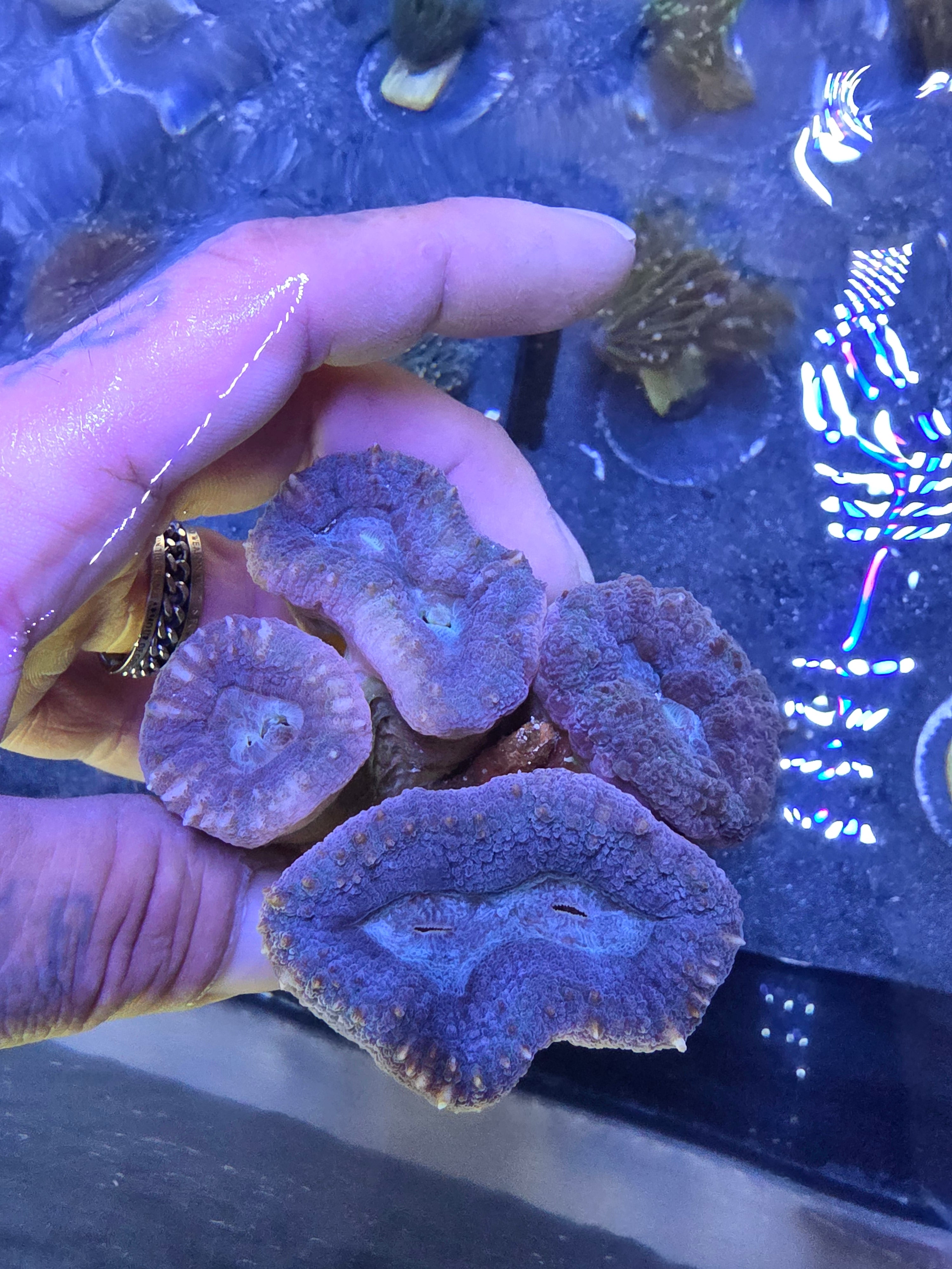 Ultra Pink & Blue Deep Water Acan – Large 4-Pack